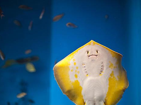 2025年澳门49码十二生肖图,2025年奥门彩12生肖码表49个号码图,全面释义、解释与落实与警惕虚假宣传,精确策略反馈_娱乐版45.675