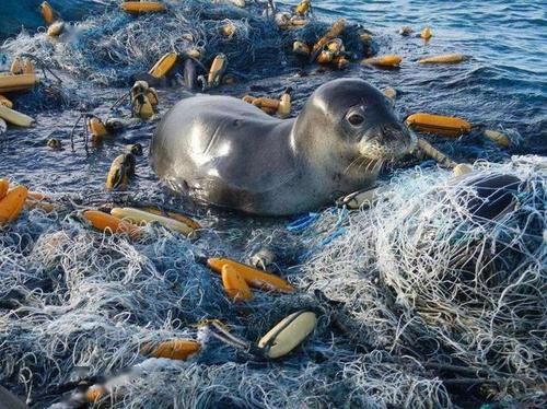 新澳2025正版资料完整版,新澳澳门免费资料网址是什么新澳2025年精准一肖一码,全面释义、解释与落实与警惕虚假宣传,精确策略解析_标准增强版55.586