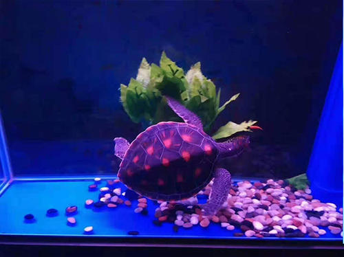 第三届中国研究生网络安全创新大赛决赛武汉开幕